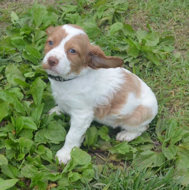 Brittany Puppies media 5