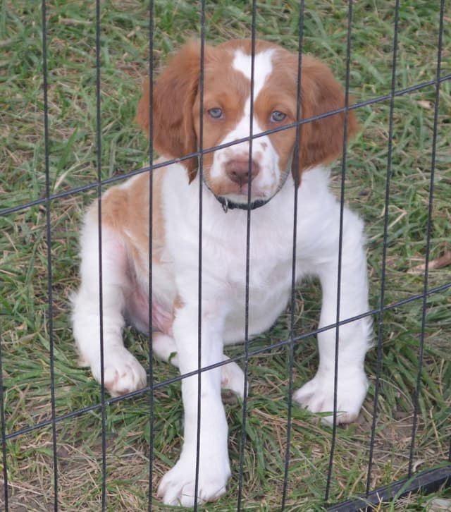 Brittany Puppies media 3