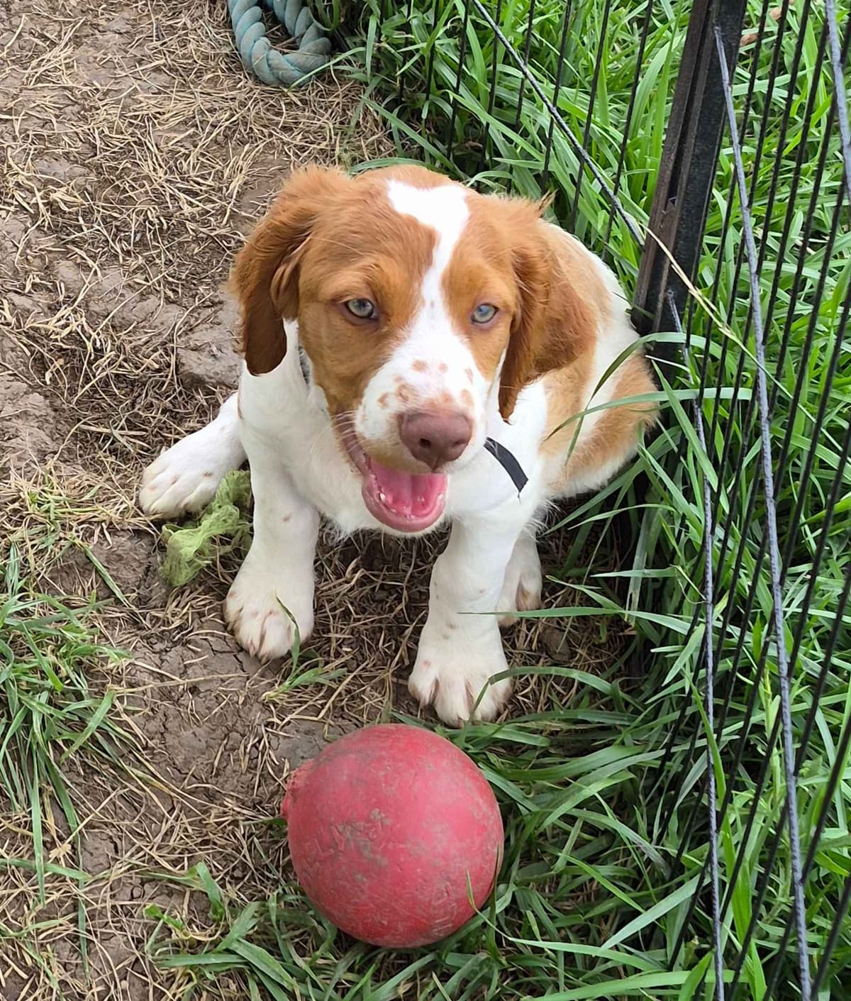 Brittany Puppies breeder image 1