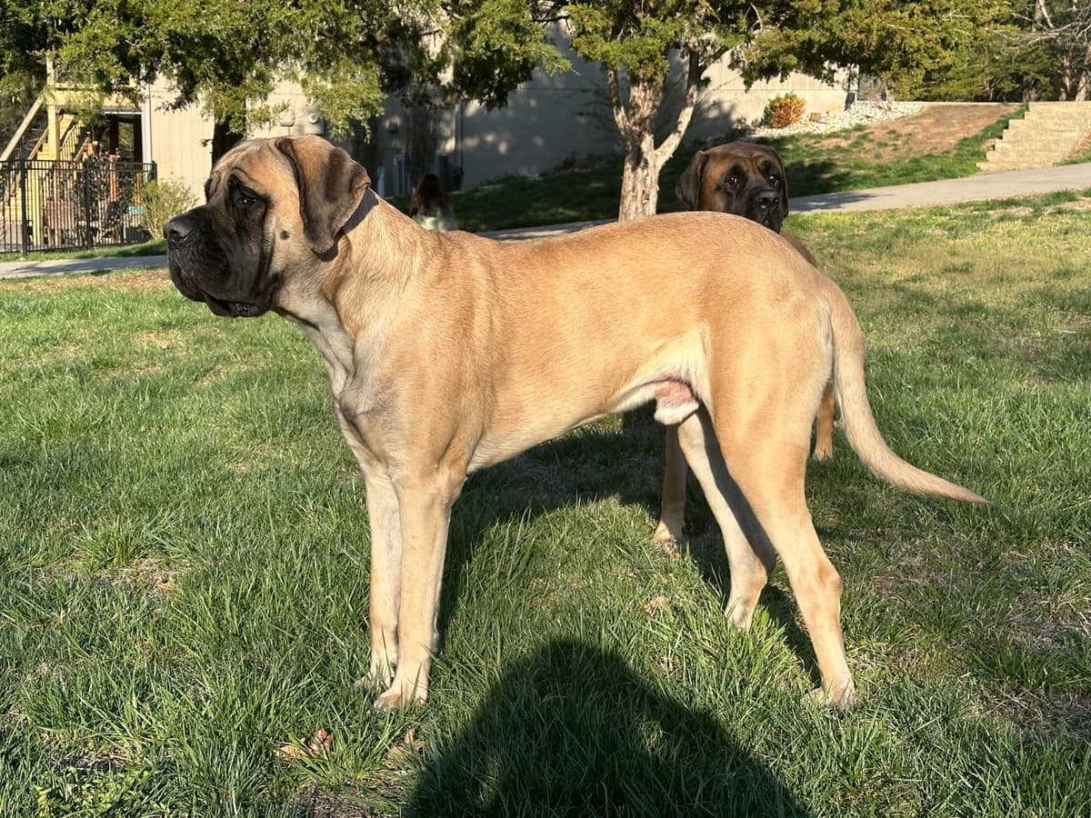 English Mastiff Puppies breeder image 2