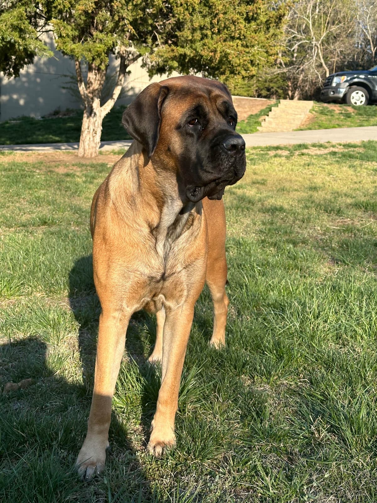 English Mastiff Puppies breeder image 3
