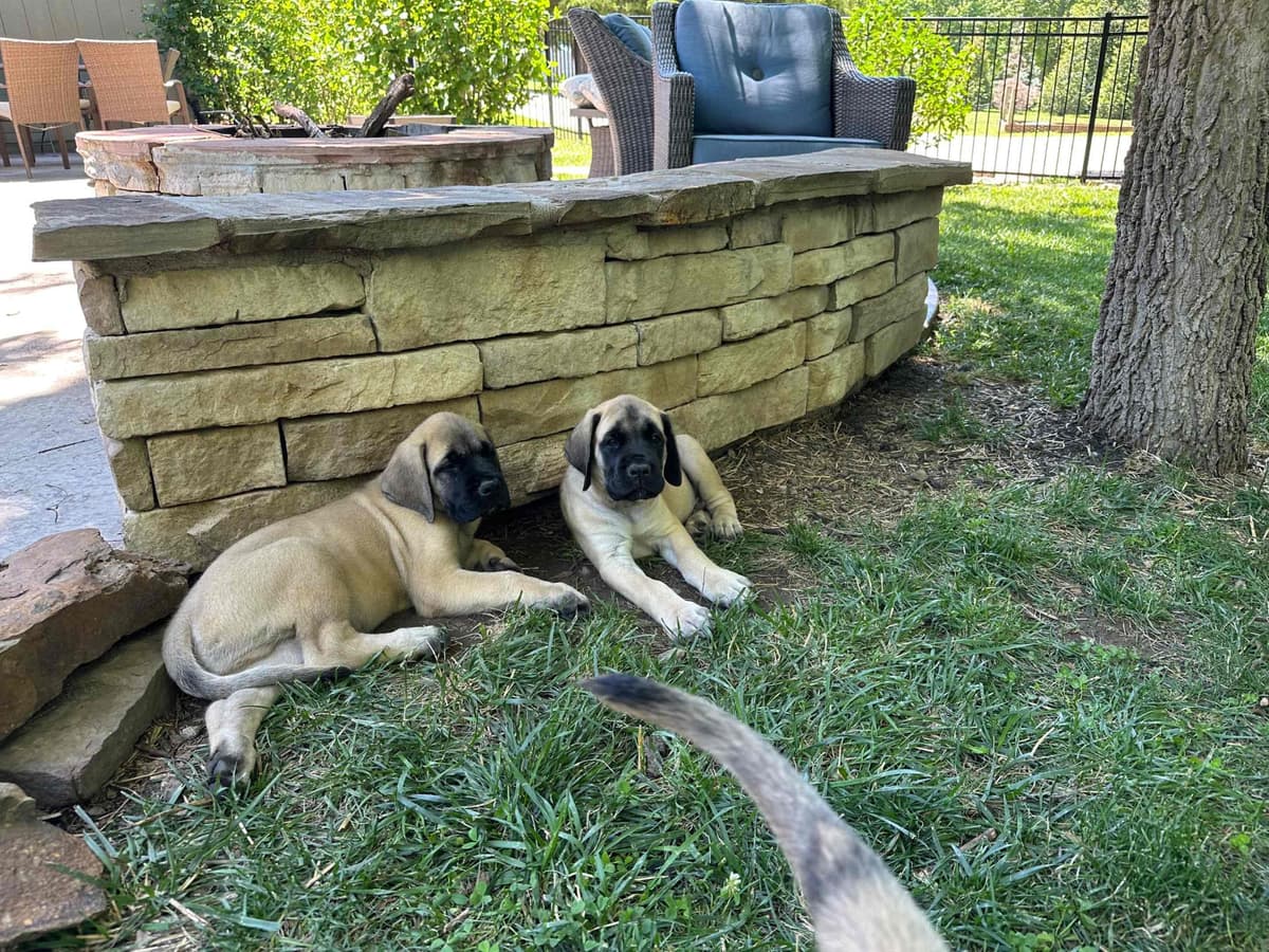 English Mastiff Puppies breeder image 4