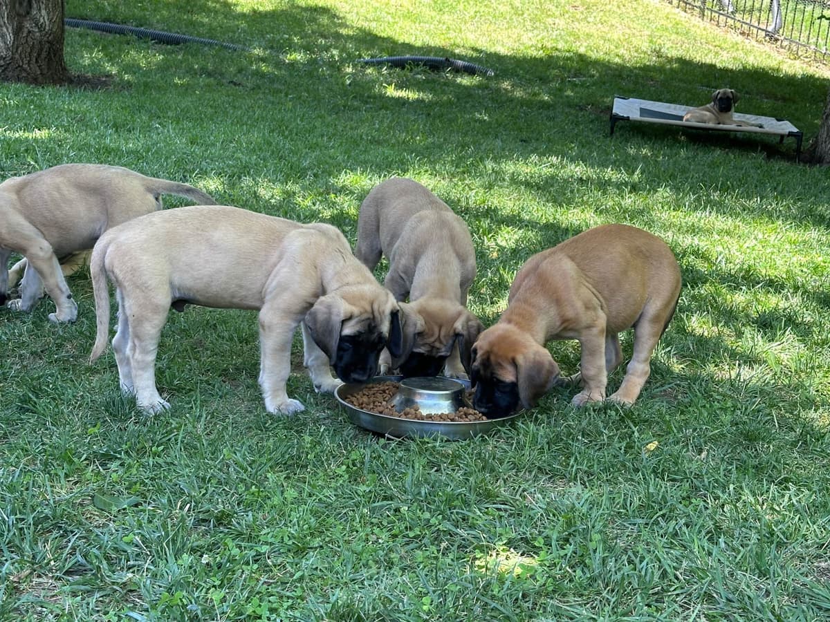 English Mastiff Puppies breeder image 5