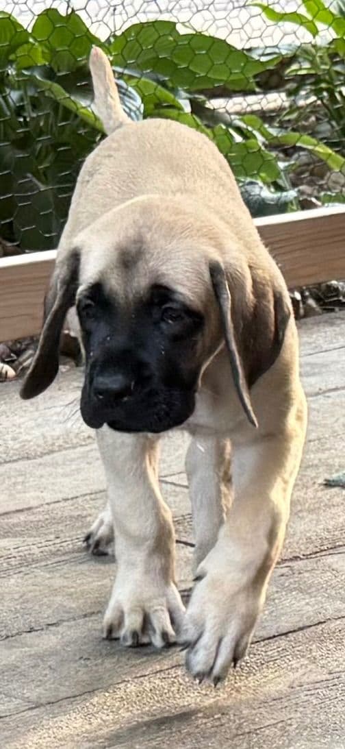 English Mastiff Puppies media 2