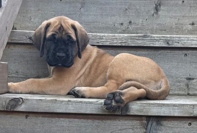 English Mastiff Puppies media 4