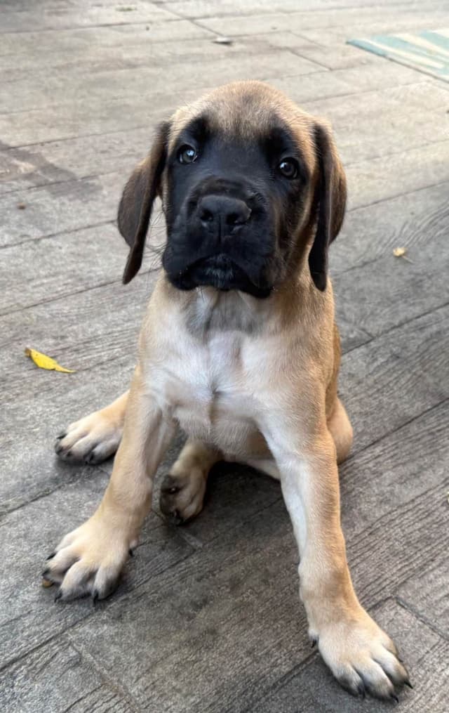 English Mastiff Puppies media 3
