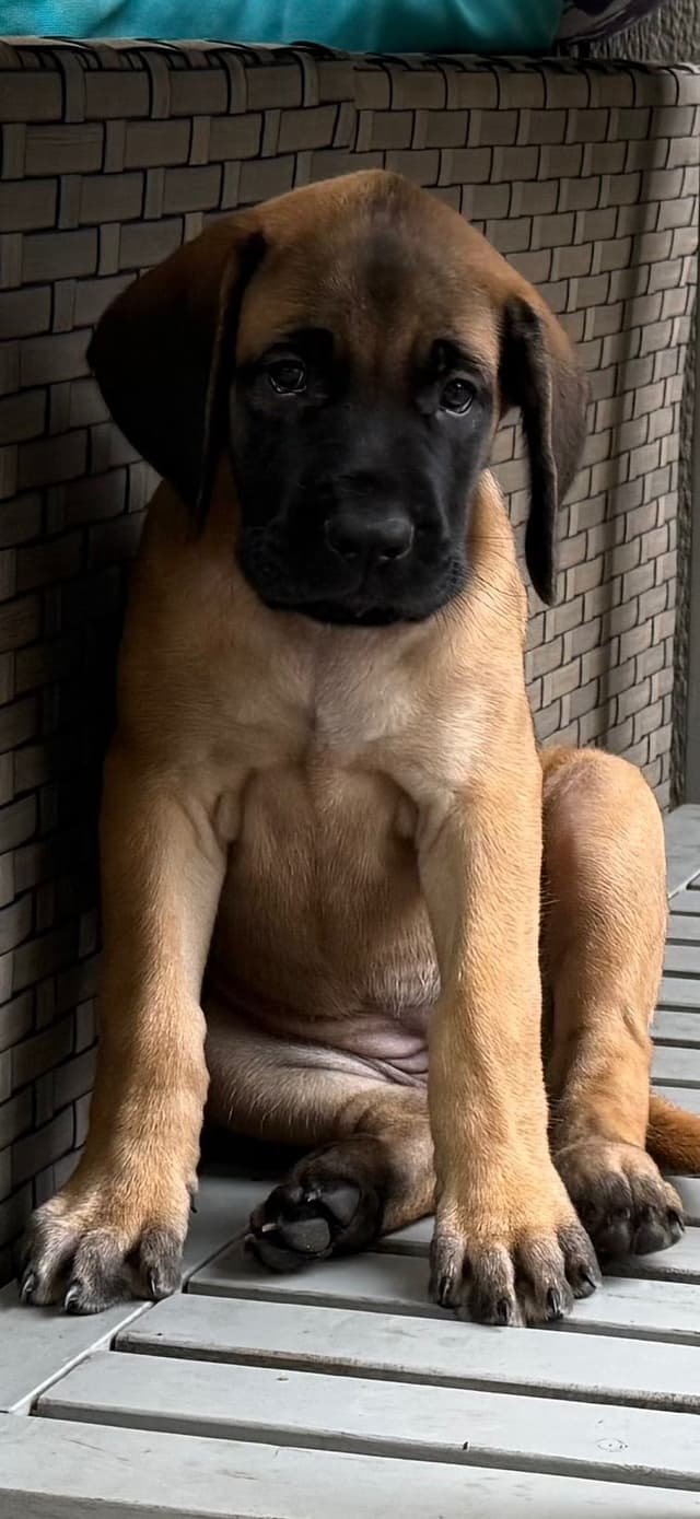 English Mastiff Puppies media 6