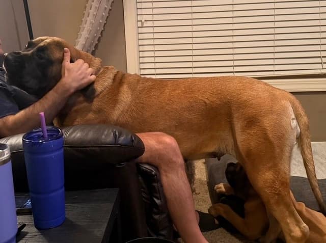 English Mastiff Puppies media 8