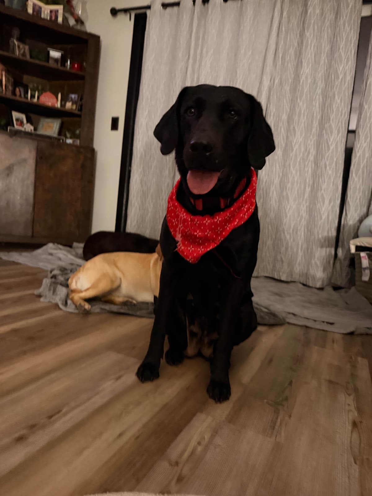 Labrador Retriever Puppies breeder image 1