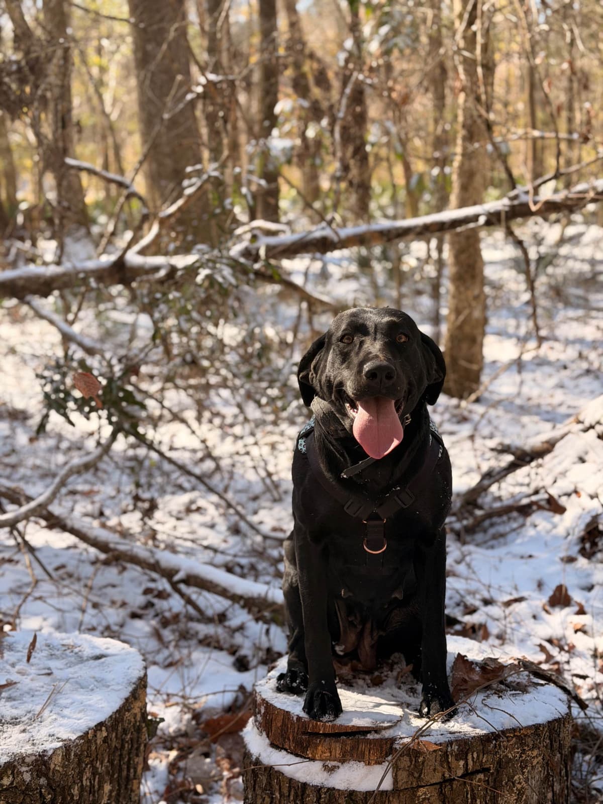 Labrador Retriever Puppies breeder image 2