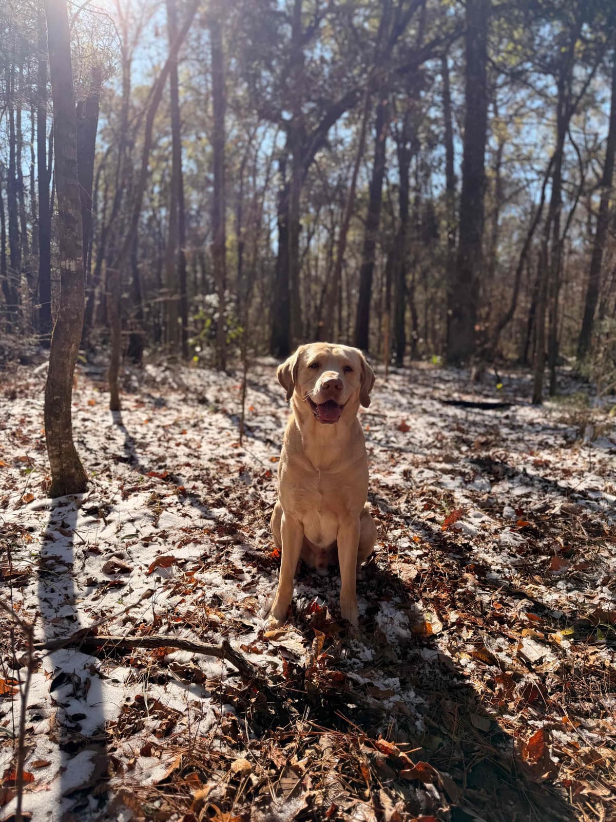 Labrador Retriever Puppies breeder image 3