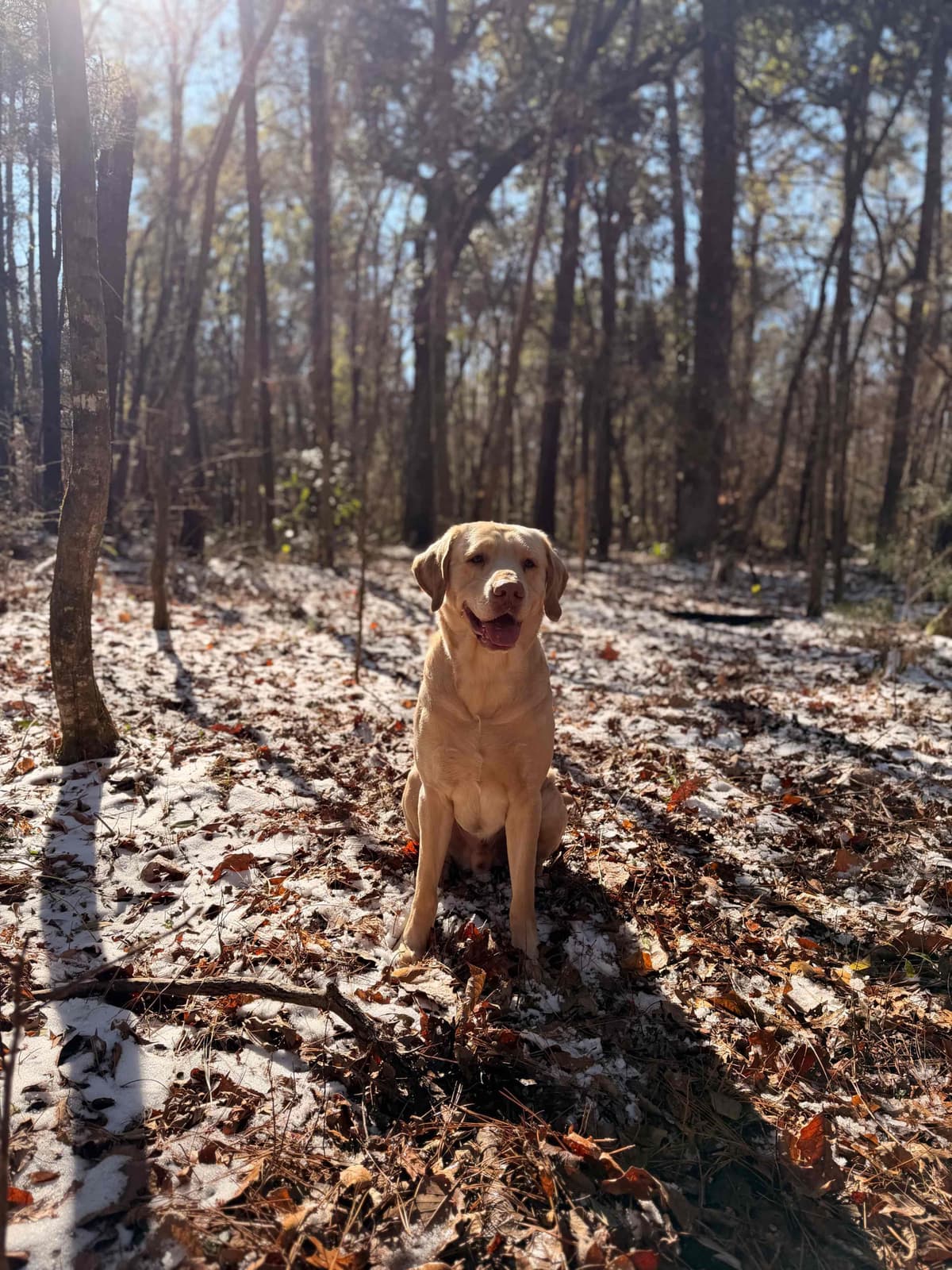 Labrador Retriever Puppies breeder image 4