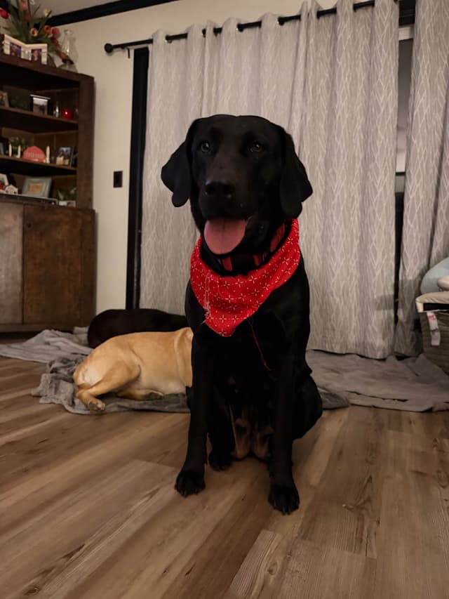 Labrador Retriever Puppies media 5