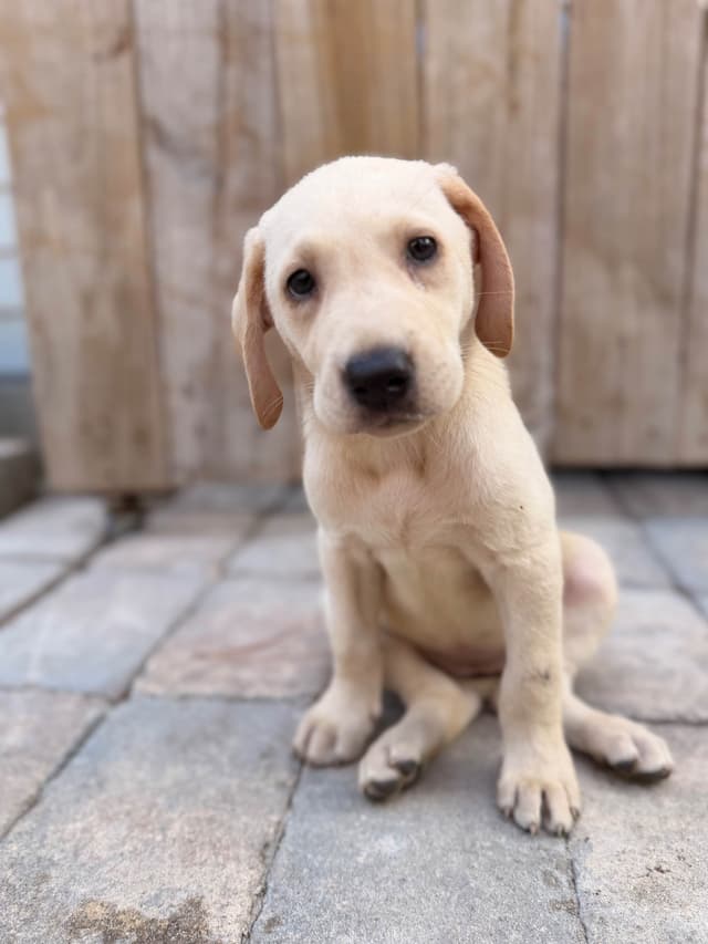 Labrador Retriever Puppies media 2