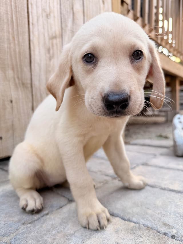 Labrador Retriever Puppies media 3