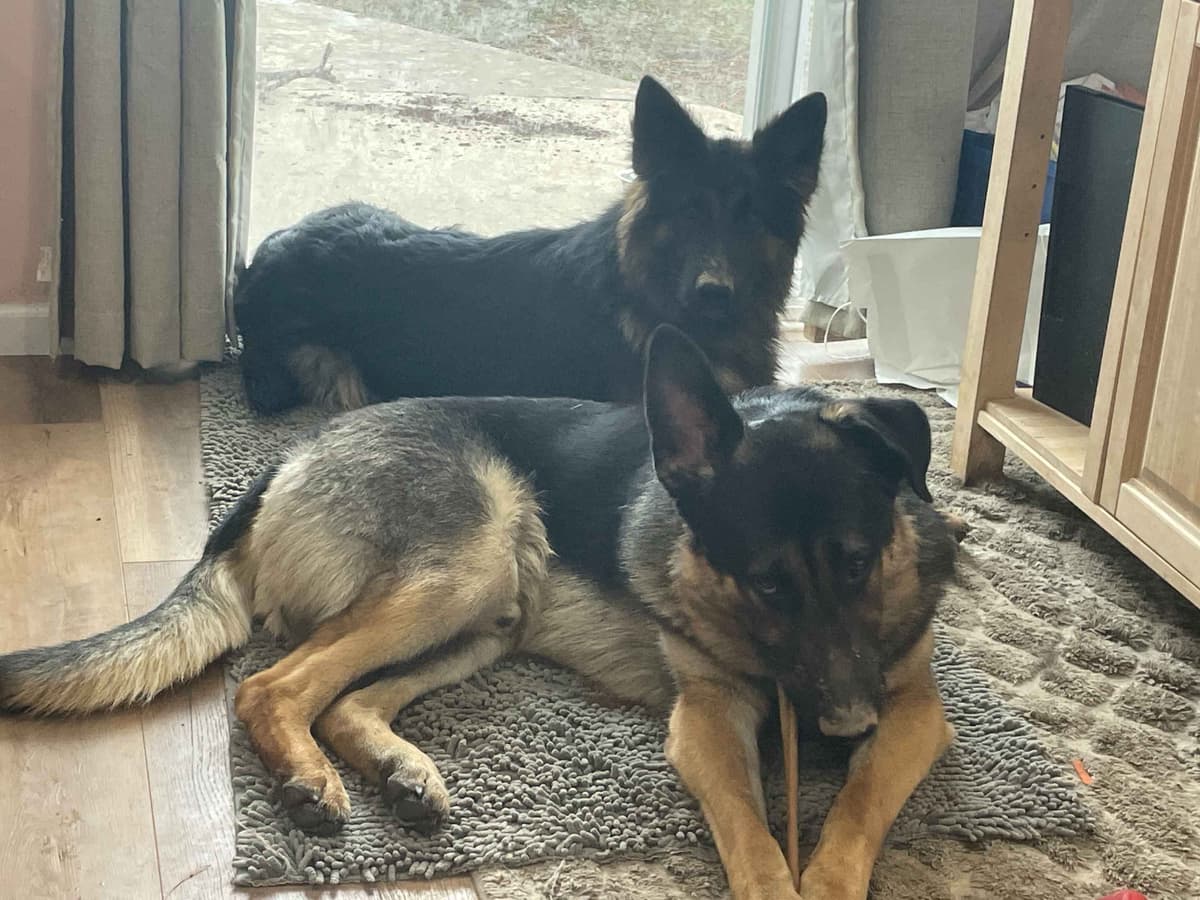 German Shepherd Dog Puppies breeder image 1