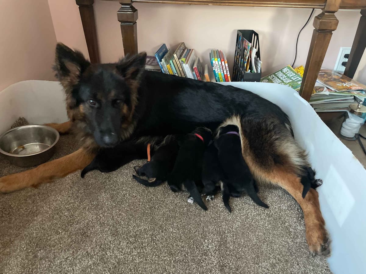 German Shepherd Dog Puppies breeder image 2