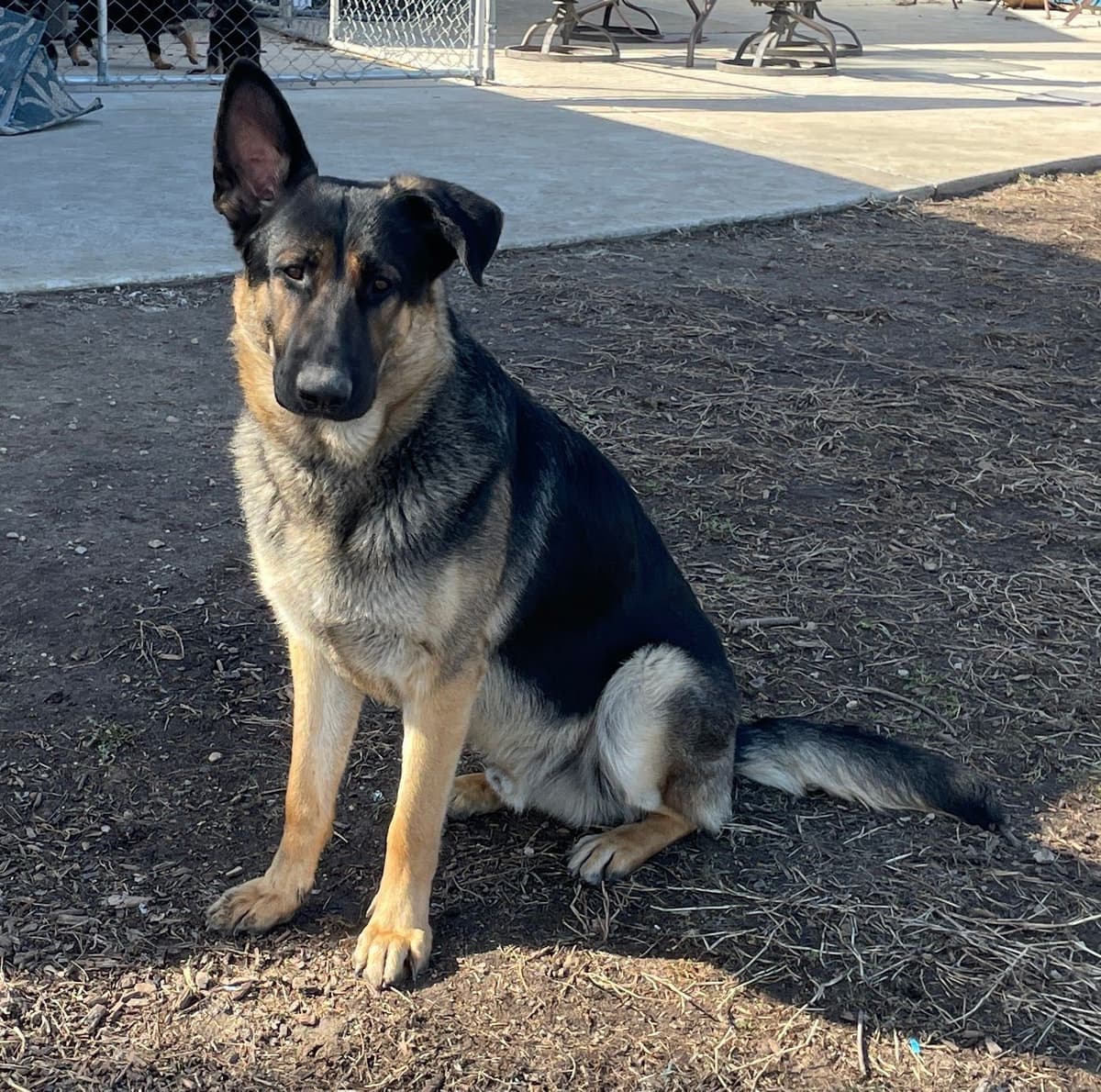 German Shepherd Dog Puppies breeder image 4