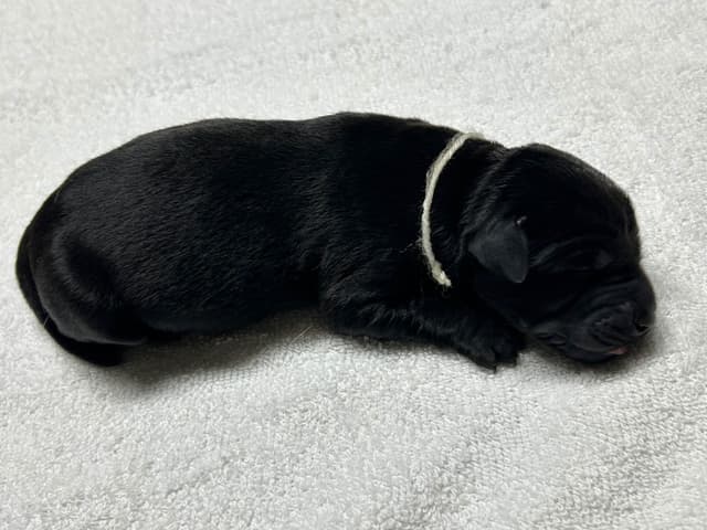Full American AKC Labrador Retriever Puppies media 13