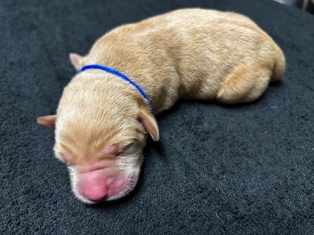 Full American AKC Labrador Retriever Puppies media 18