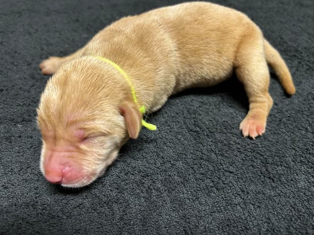Full American AKC Labrador Retriever Puppies media 20