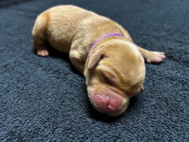 Full American AKC Labrador Retriever Puppies media 15