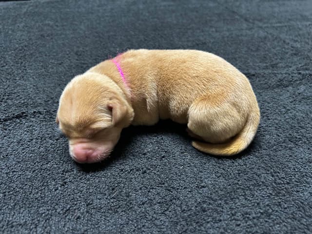 Full American AKC Labrador Retriever Puppies media 14