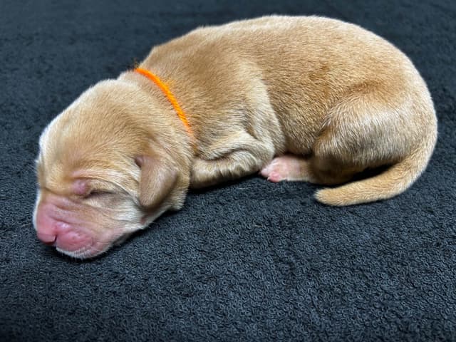 Full American AKC Labrador Retriever Puppies media 19