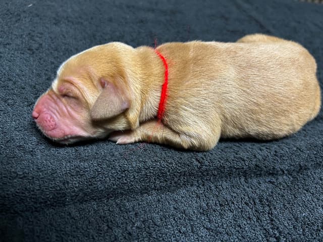 Full American AKC Labrador Retriever Puppies media 16
