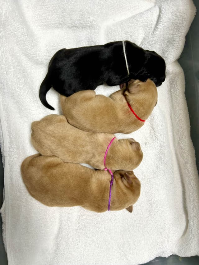 Full American AKC Labrador Retriever Puppies media 12