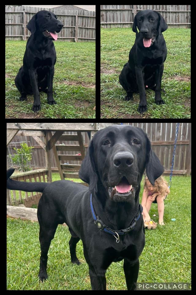 Full American AKC Labrador Retriever Puppies media 23