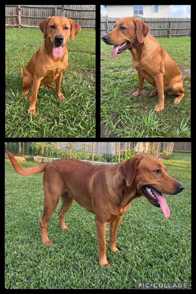 Full American AKC Labrador Retriever Puppies media 24