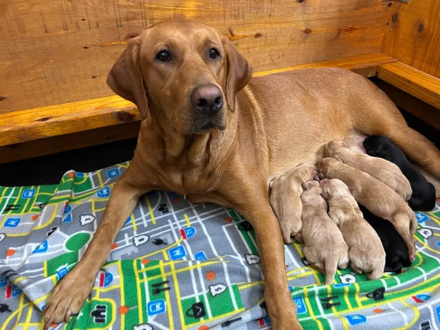 Full American AKC Labrador Retriever Puppies media 11