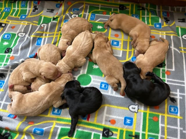 Full American AKC Labrador Retriever Puppies media 10