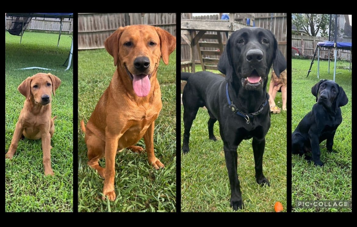 Full American AKC Labrador Retriever Puppies breeder image 1