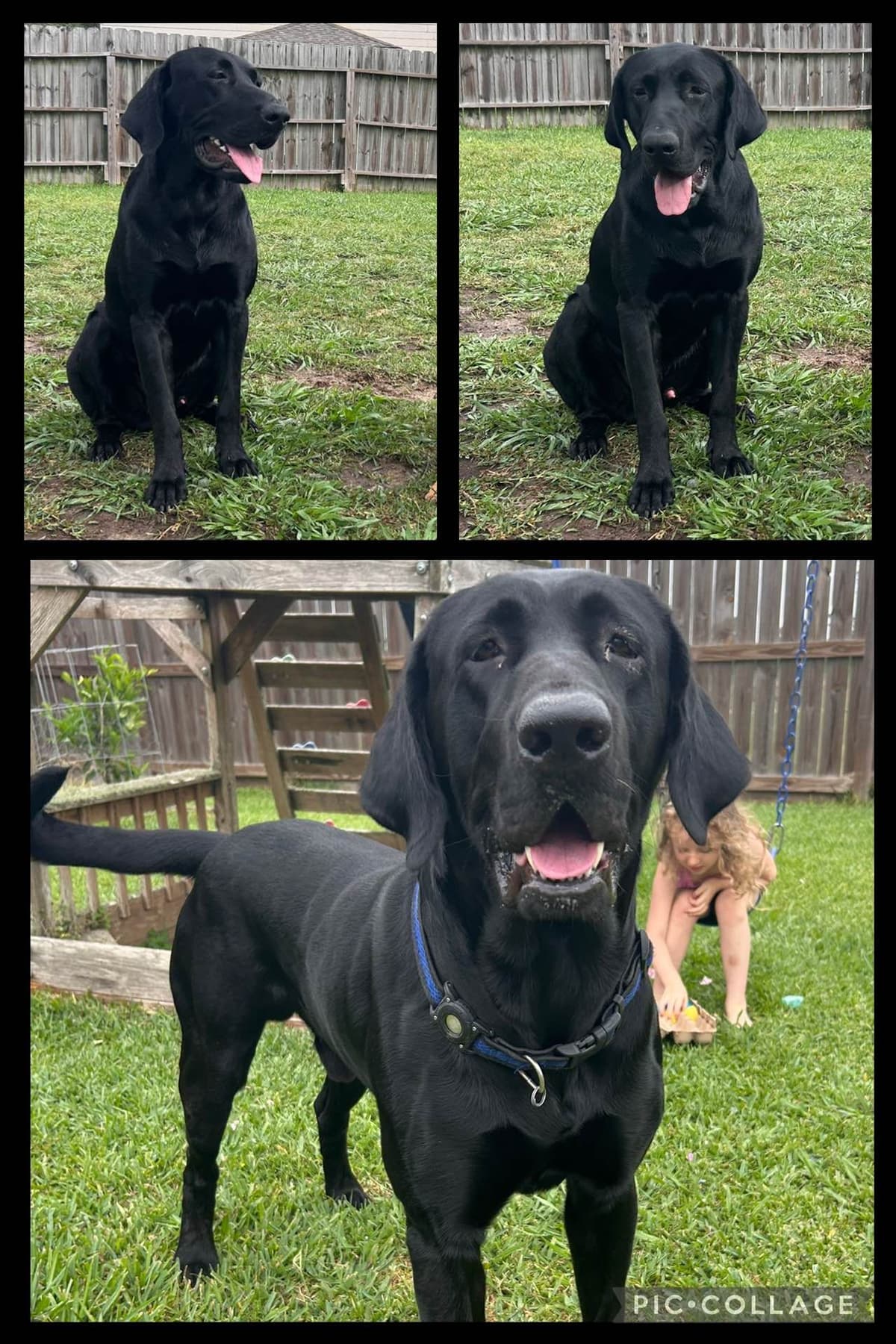Full American AKC Labrador Retriever Puppies breeder image 3
