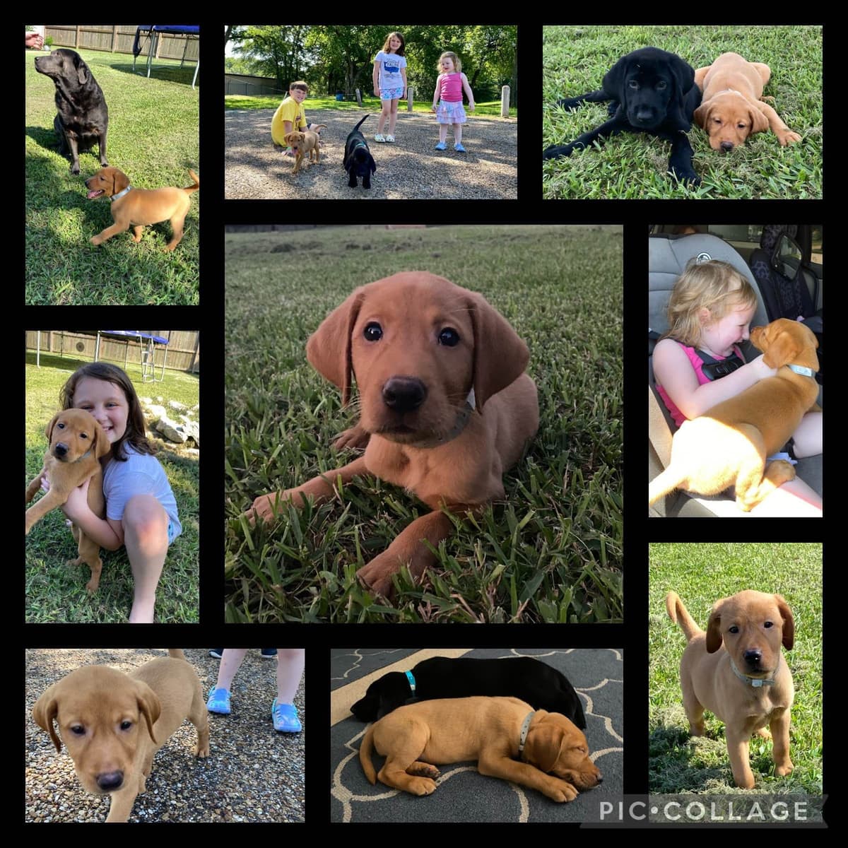 Full American AKC Labrador Retriever Puppies breeder image 4