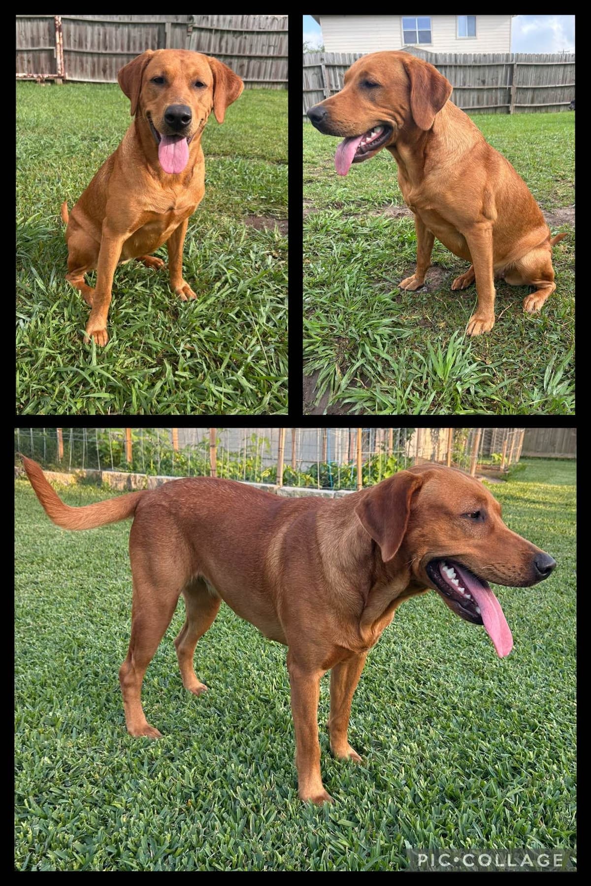 Full American AKC Labrador Retriever Puppies breeder image 2