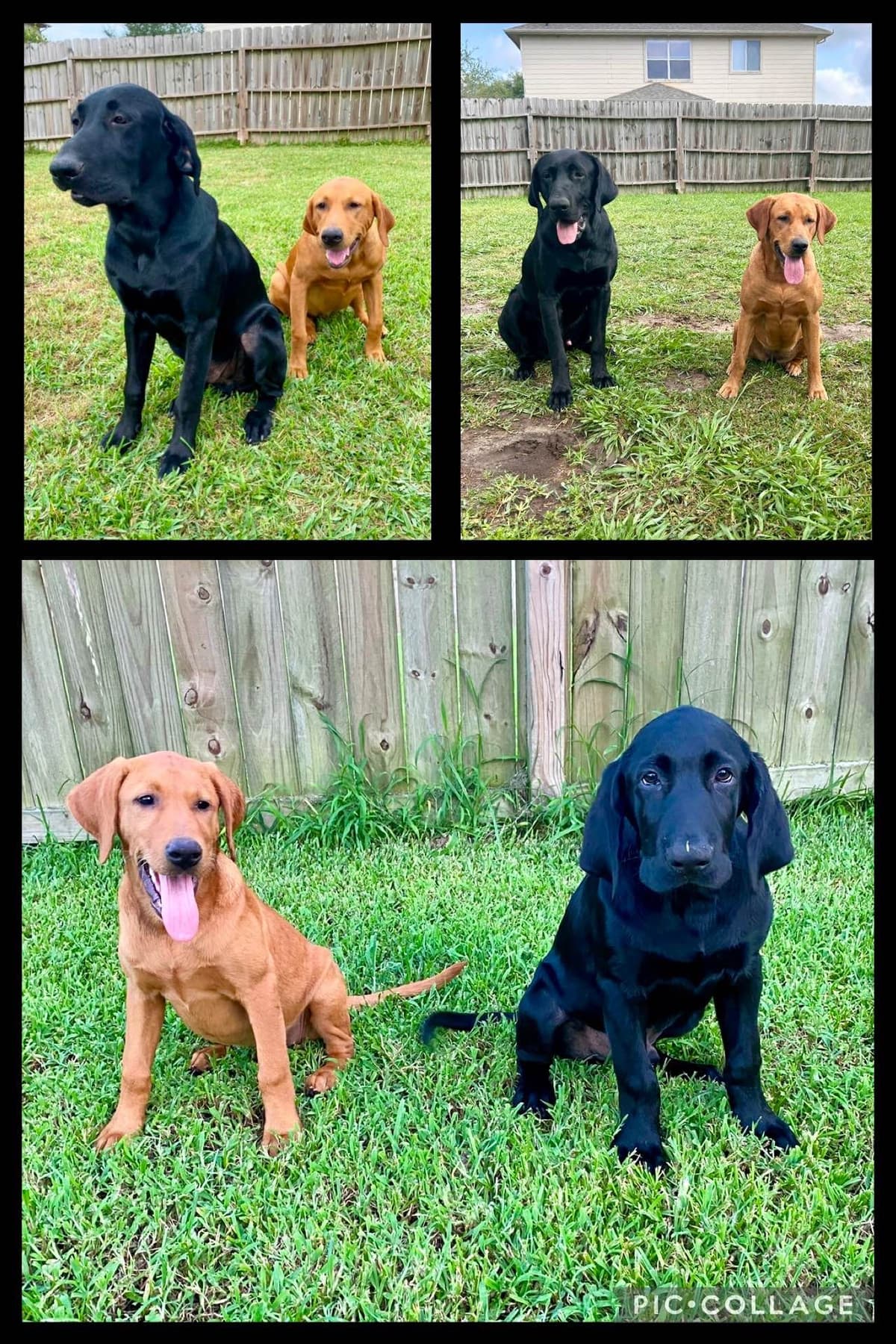 Full American AKC Labrador Retriever Puppies breeder image 6