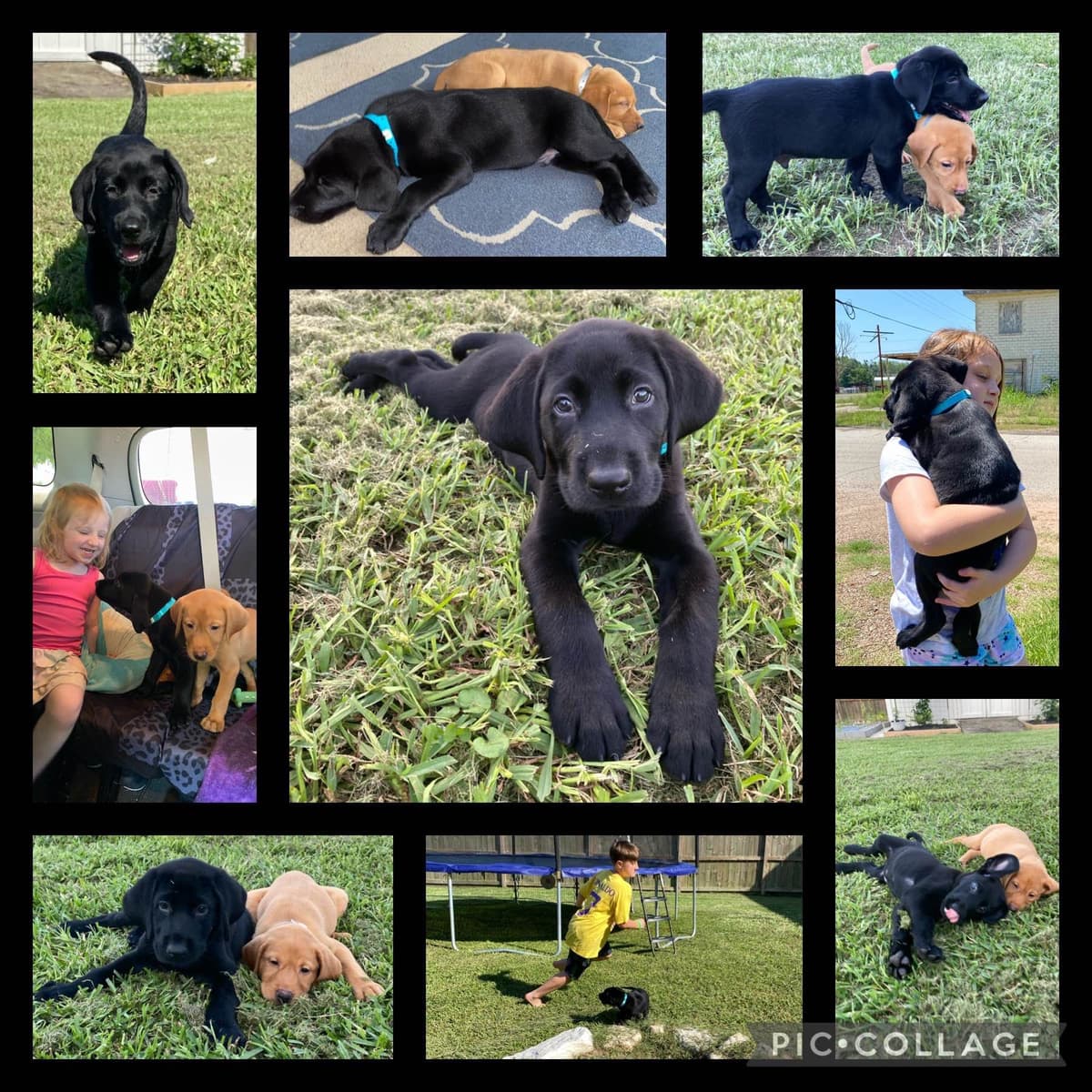 Full American AKC Labrador Retriever Puppies breeder image 5