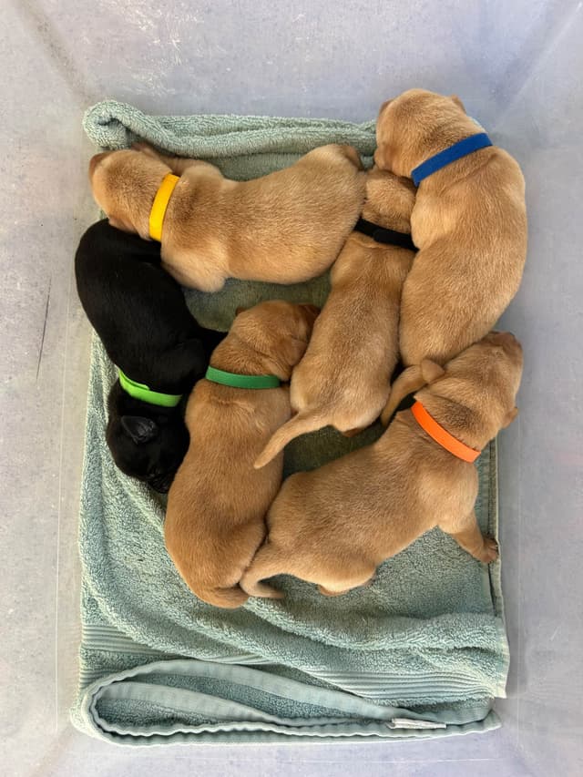 Full American AKC Labrador Retriever Puppies media 6