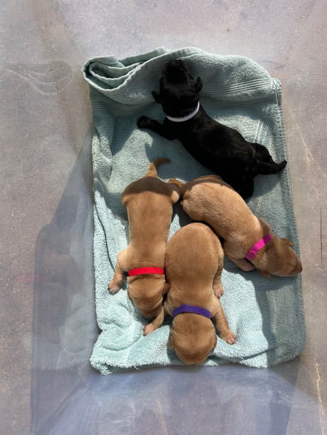 Full American AKC Labrador Retriever Puppies media 9