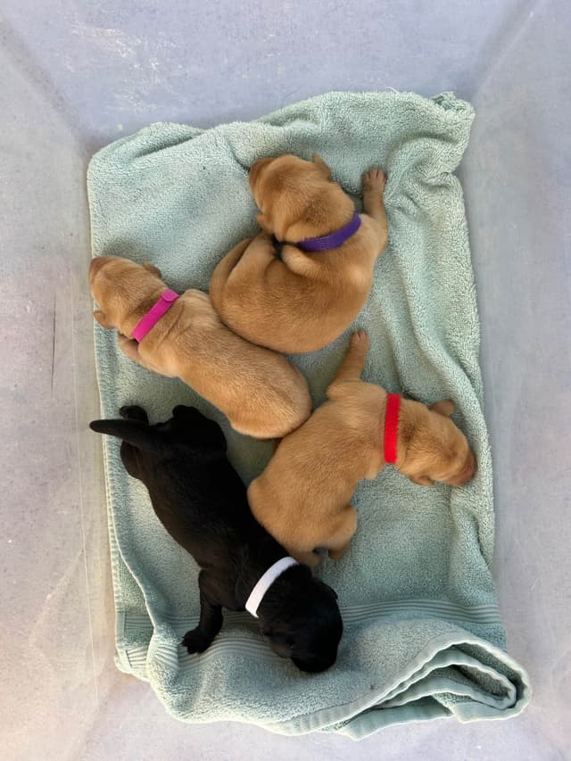Full American AKC Labrador Retriever Puppies media 8