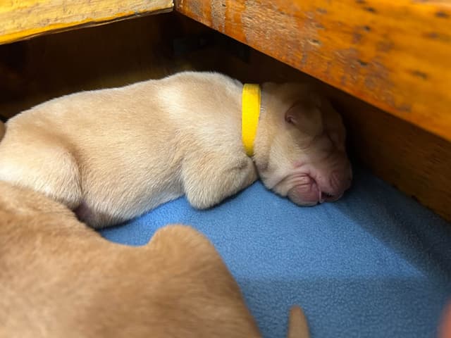 Full American AKC Labrador Retriever Puppies media 25