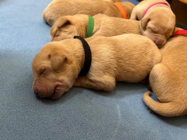 Full American AKC Labrador Retriever Puppies media 5