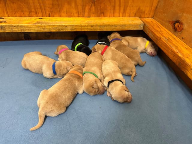 Full American AKC Labrador Retriever Puppies media 3
