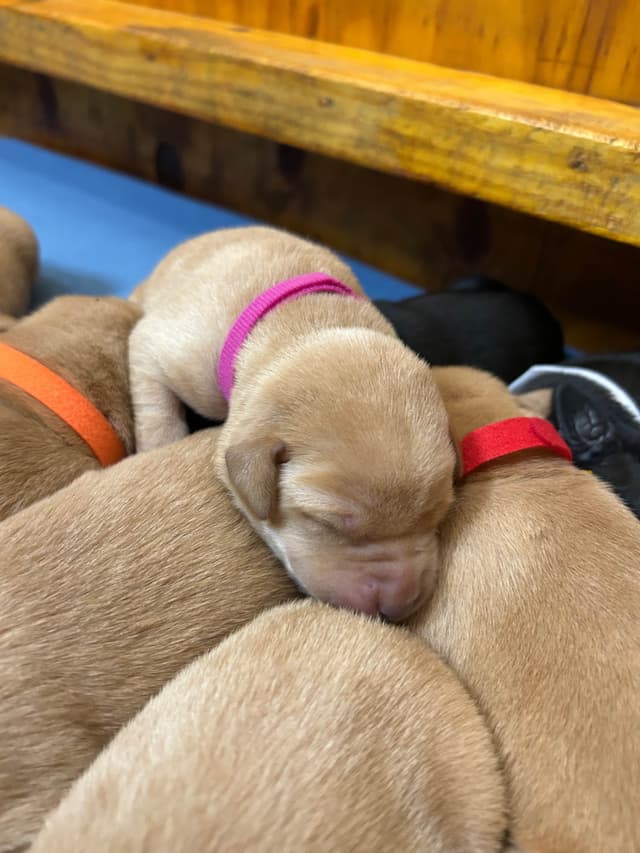 Full American AKC Labrador Retriever Puppies media 4