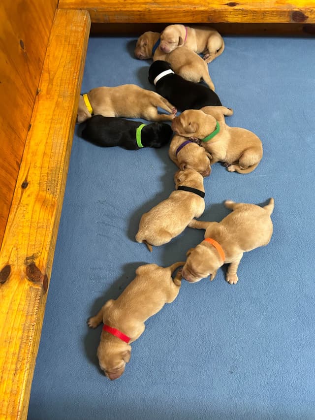 Full American AKC Labrador Retriever Puppies media 2