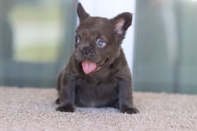 French Bulldog Puppies purebred fluffys media 2