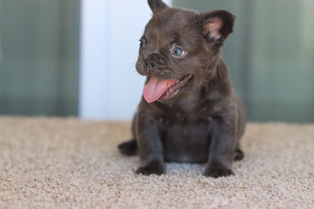 French Bulldog Puppies purebred fluffys media 3